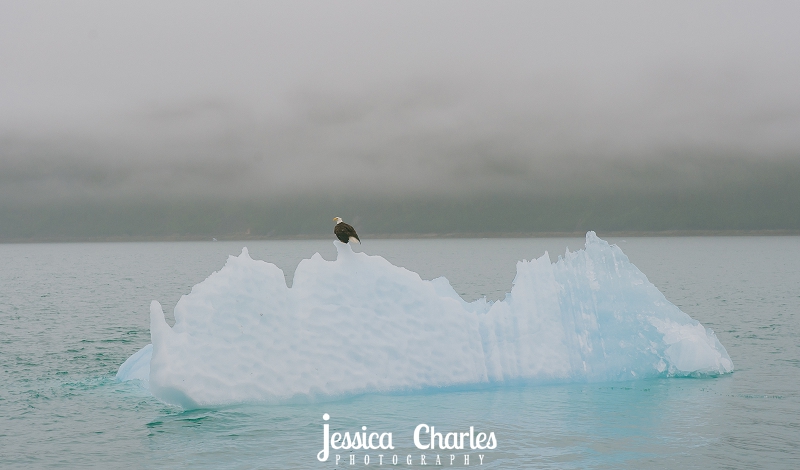 Eagle on an iceberg in Alaska