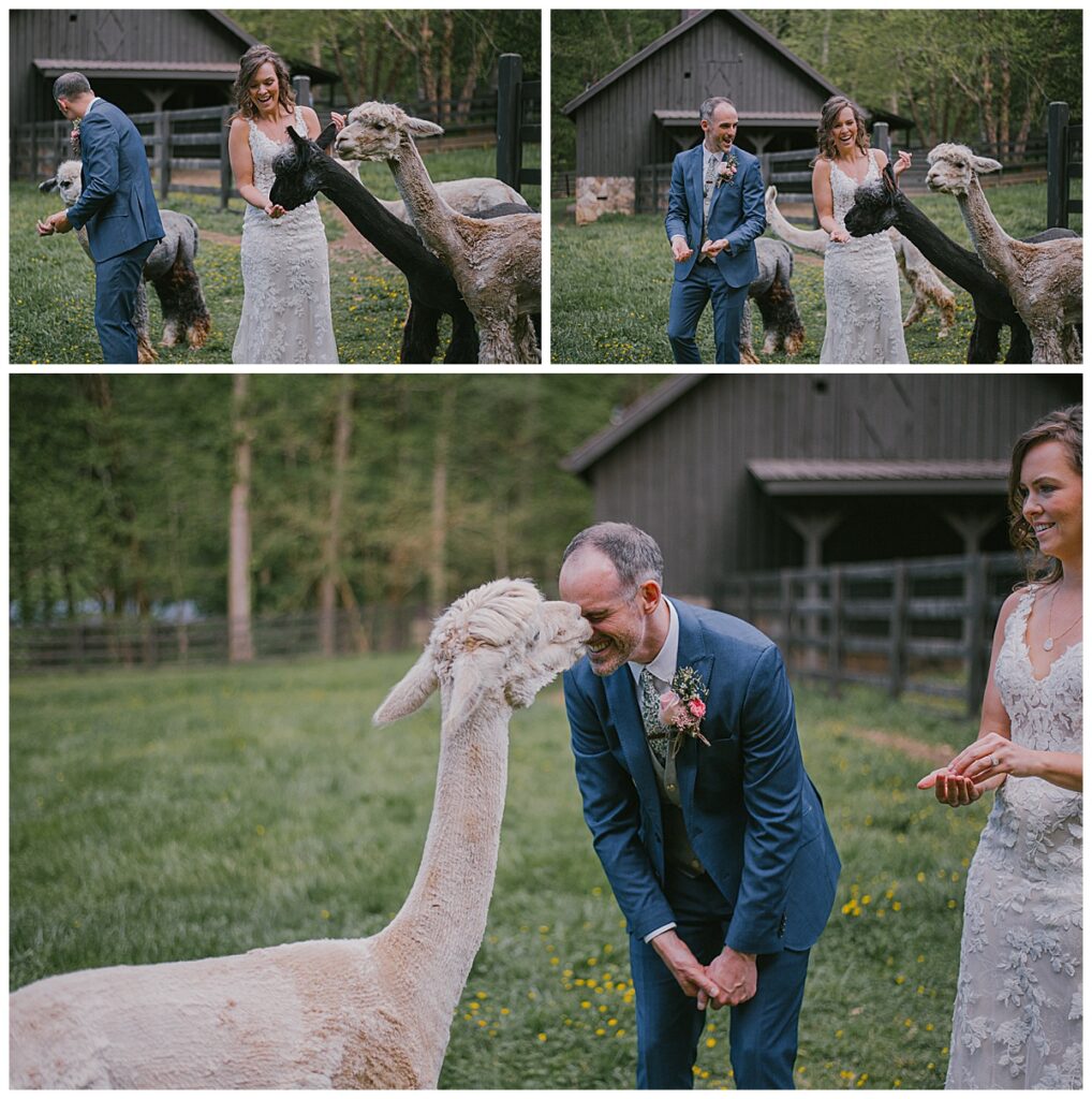 Alpaca Wedding
